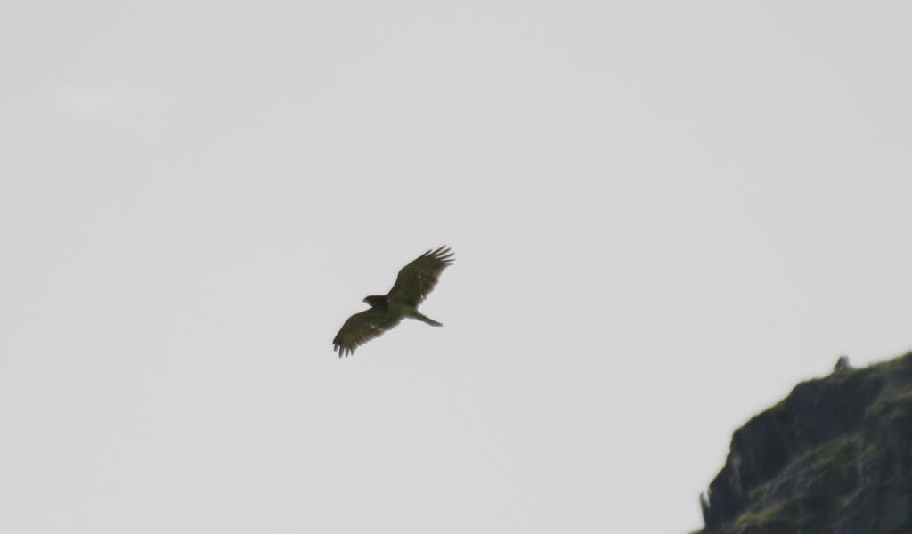 aigle au ventre blanc 