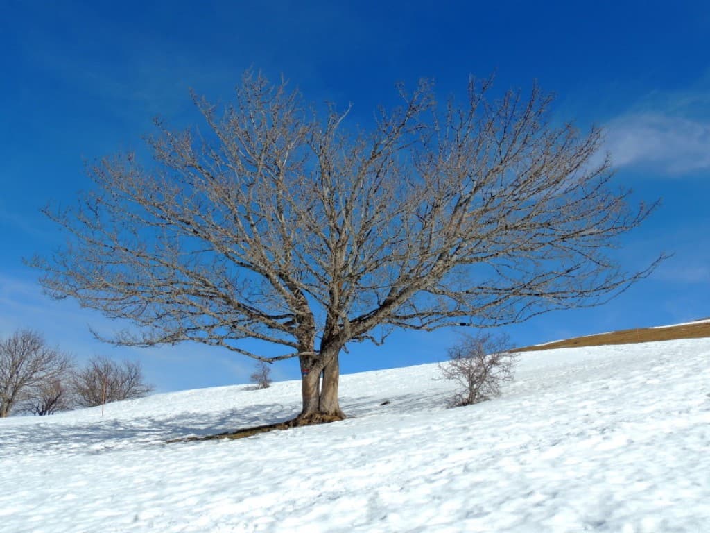 Arbre de vie