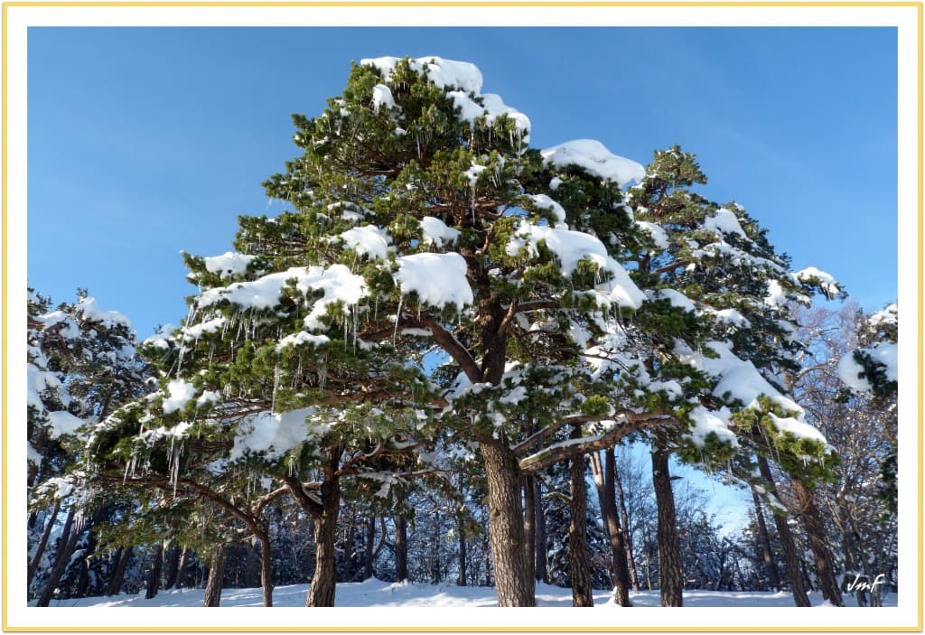 arbre en larmes d'hiver...
