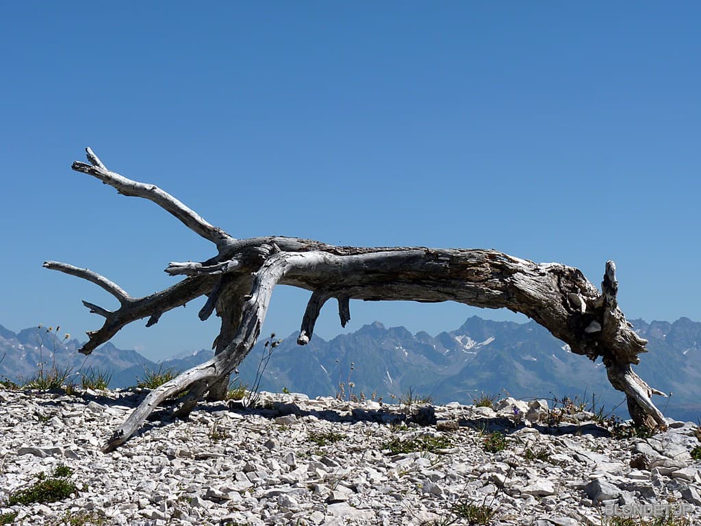 Arbre mort à l'Aulp du Seuil