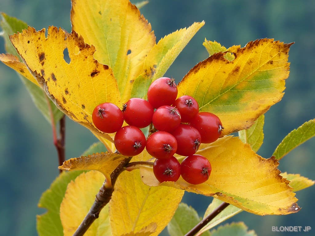 Automne dans les Bauges