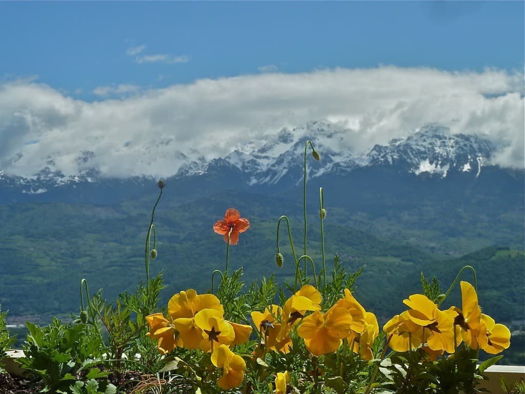 Avant la neige ! (M. Alter)
