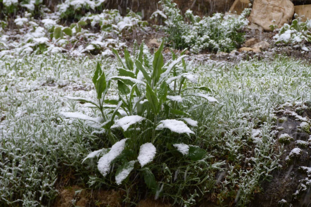 averse de neige forte