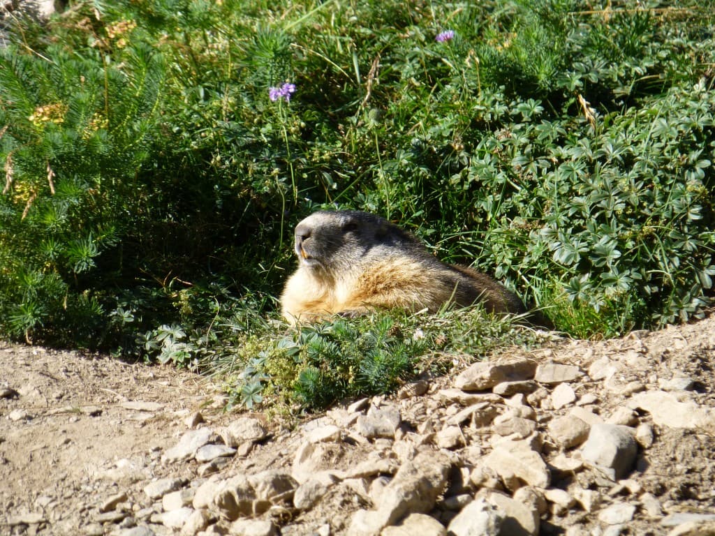 Bain de Soleil