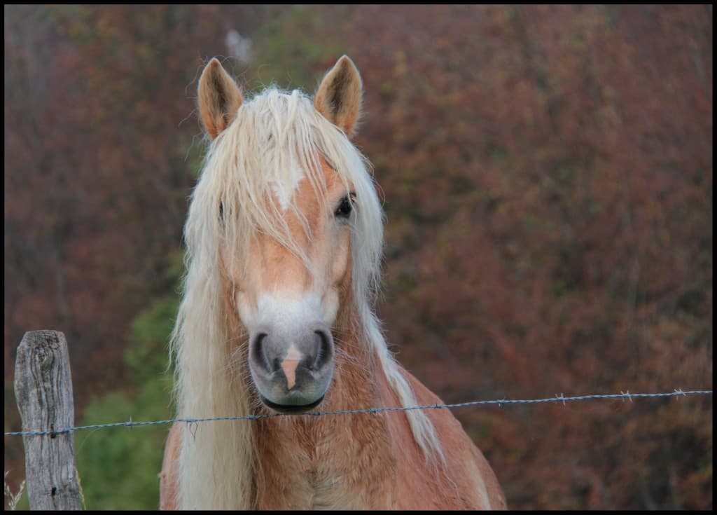 Belle rencontre (el)