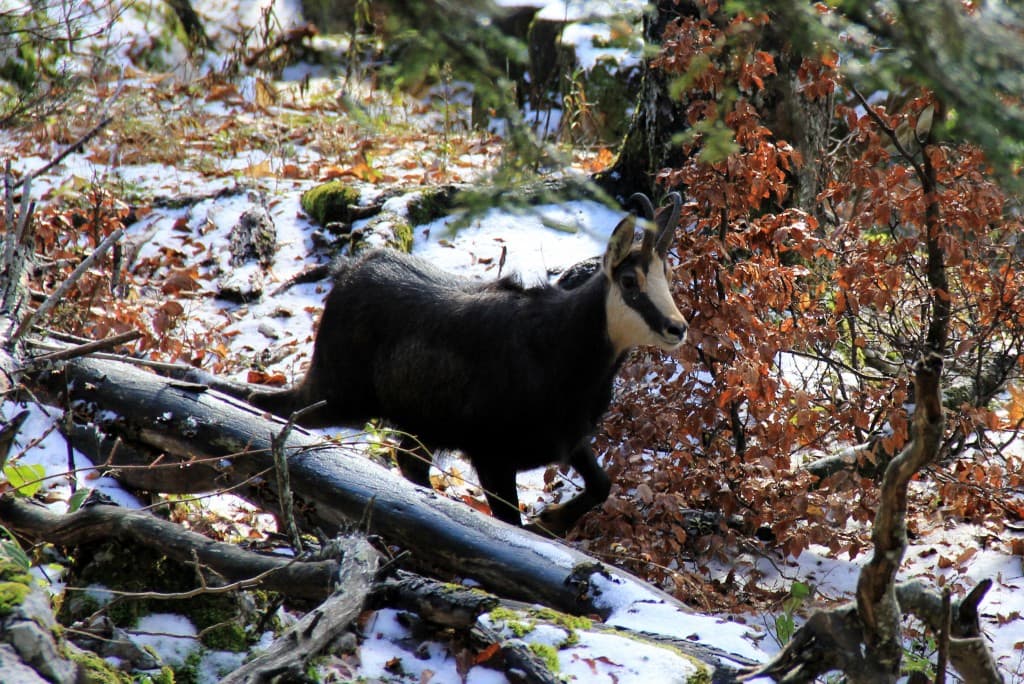 belle rencontre (Phi)