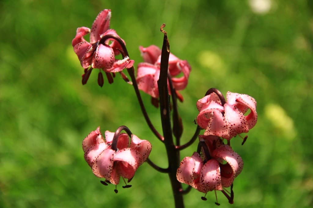 belles rouges 