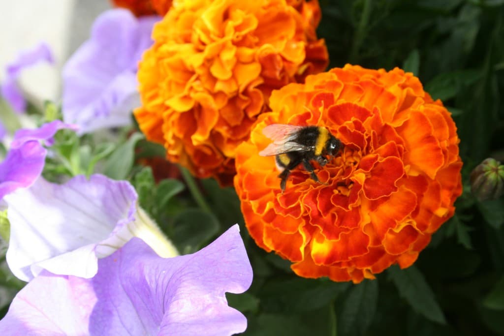 bizzzzzzzzzzzzzz (N.M)