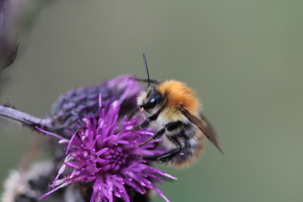 Bourdon butineur et sa fleur (EL)