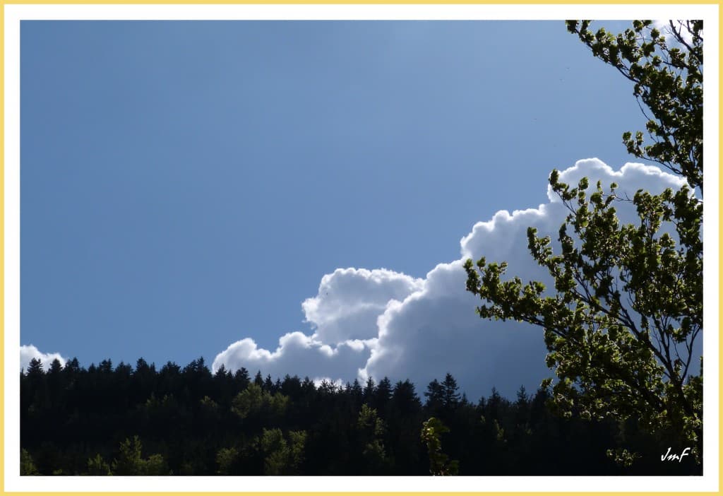 bourgeonnement 
