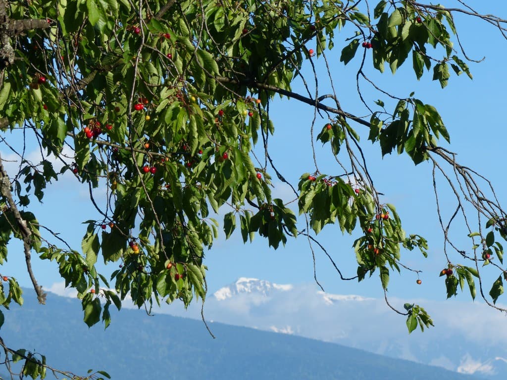 Cerise d'été Taillefer d'hiver