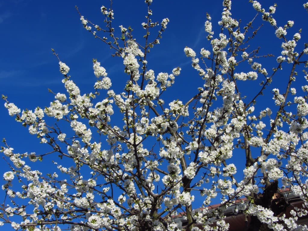 Cerisier en fleurs