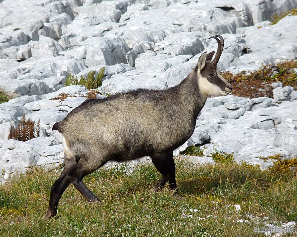 Chamois