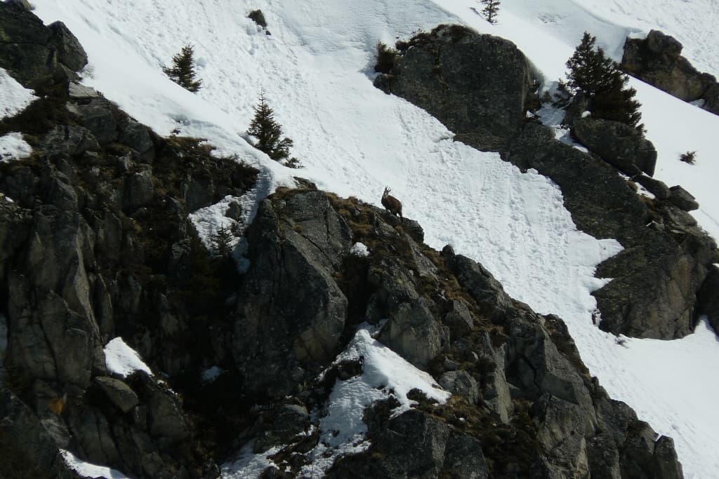 Chamois en quête de nourriture