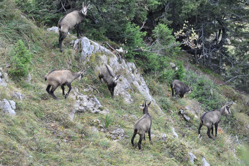 Chamois en robe automnale.