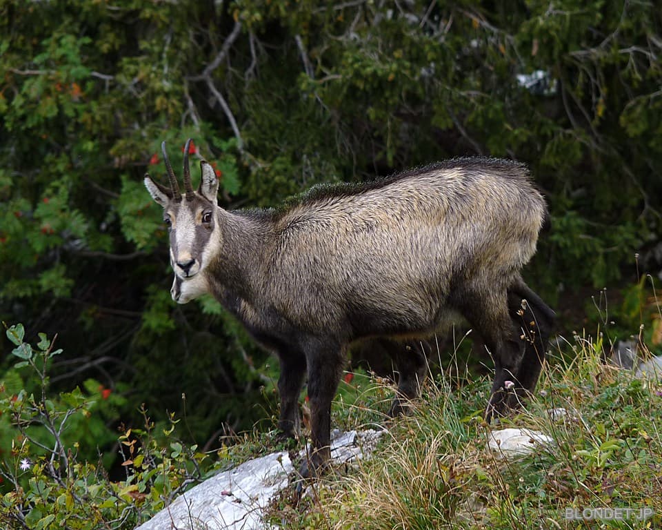 Chamois