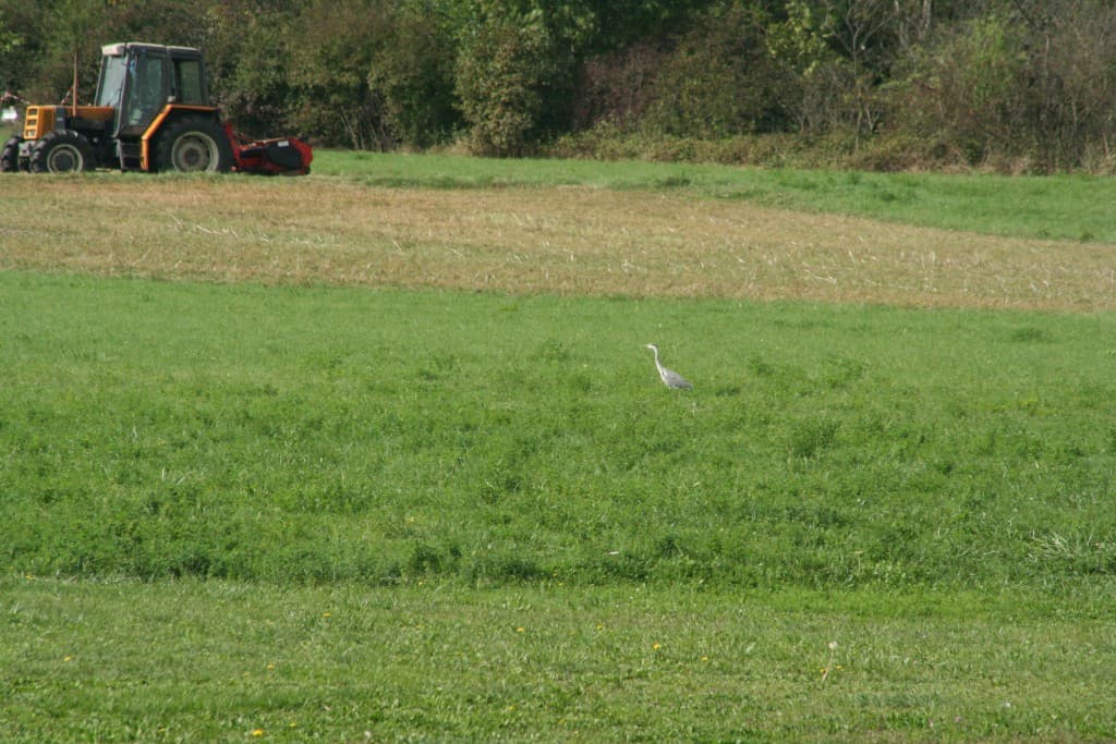 Cigogne avant le grand depart(N.M)