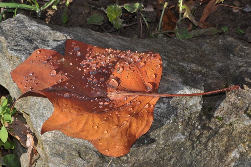 Composition d'Automne.