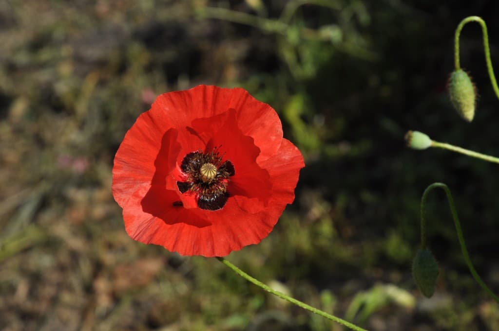 Coquelicot flamboyant.