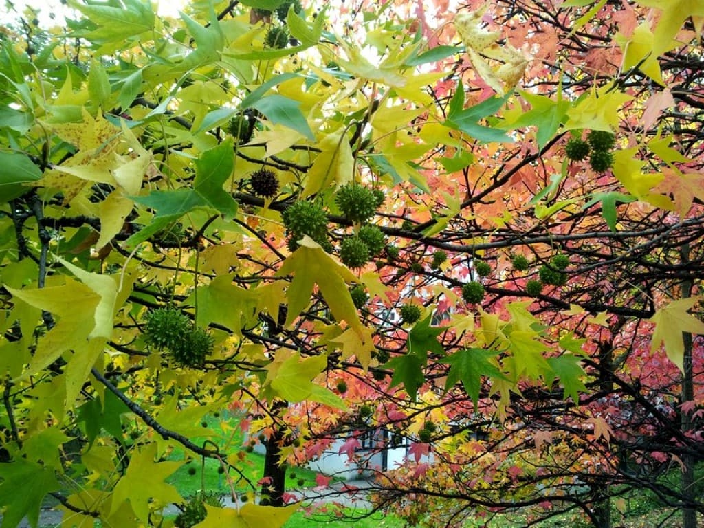 couleur d'automne