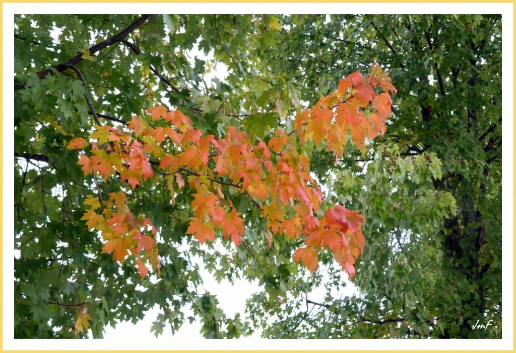 couleurs d'automne