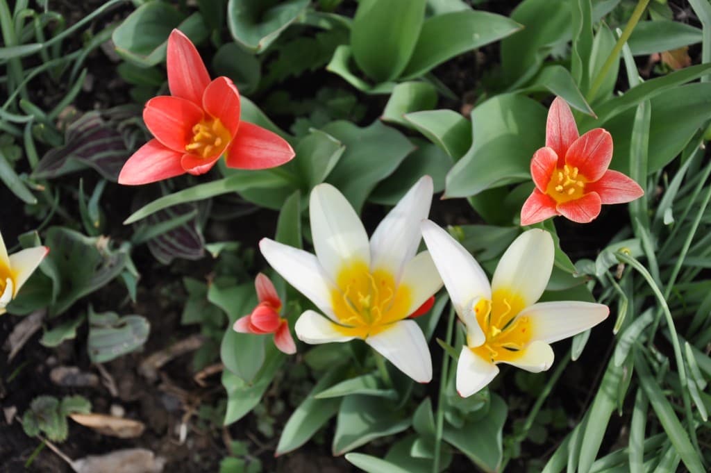 Couleurs du printemps ...