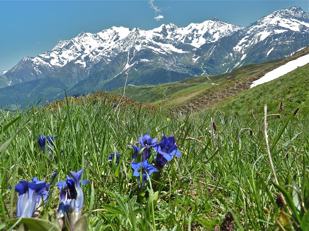 Court répit estival (M. Alter)