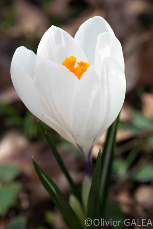 Crocus blanc