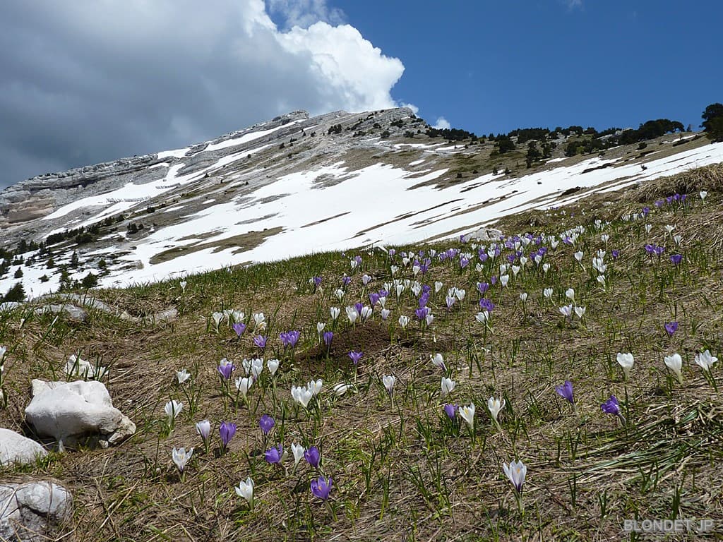 Crocus sous Chamechaude