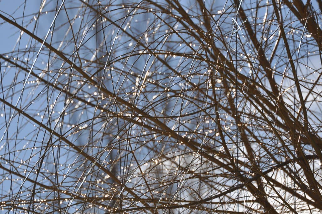 Dégel et perles de neige...fondu