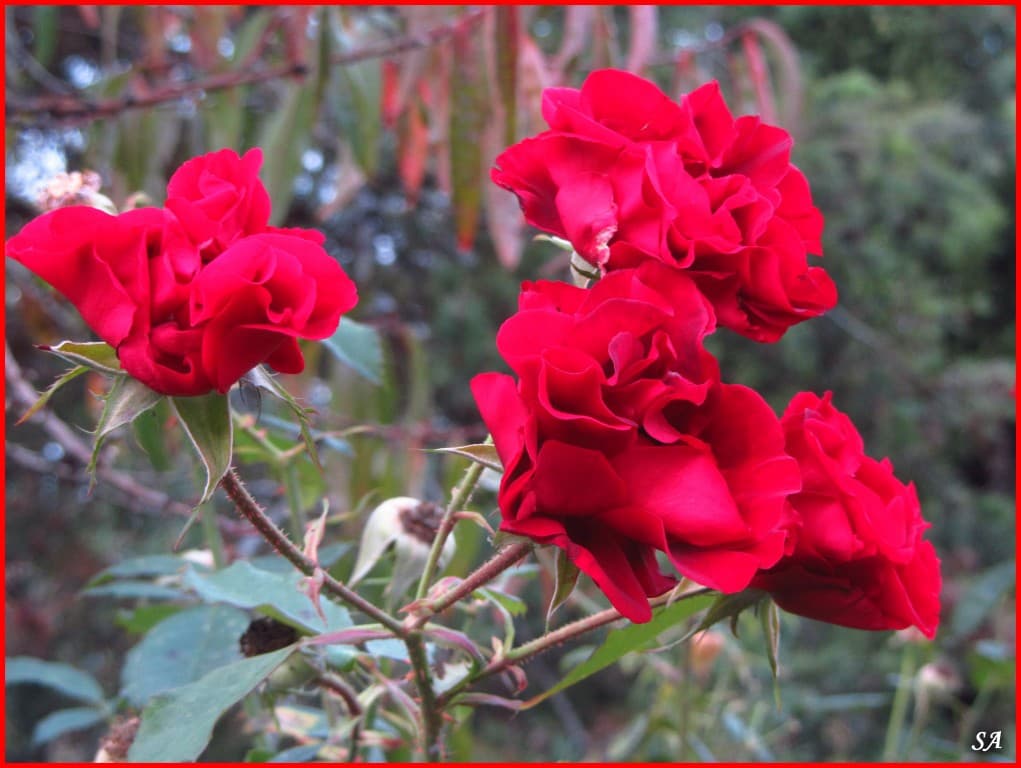 Dernières roses avant l'hiver