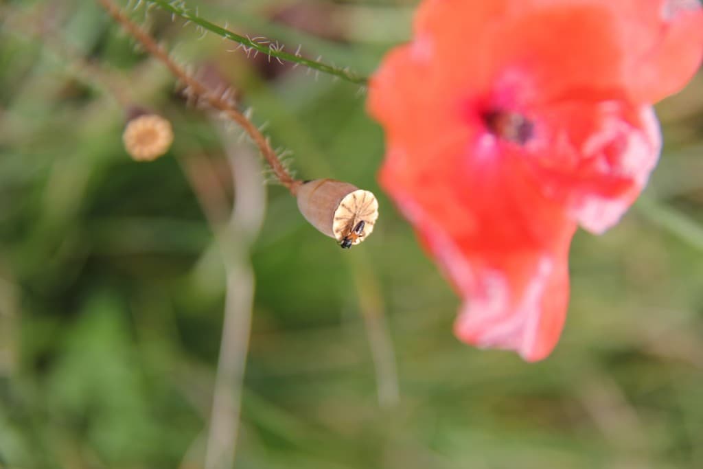derniers coquelicots
