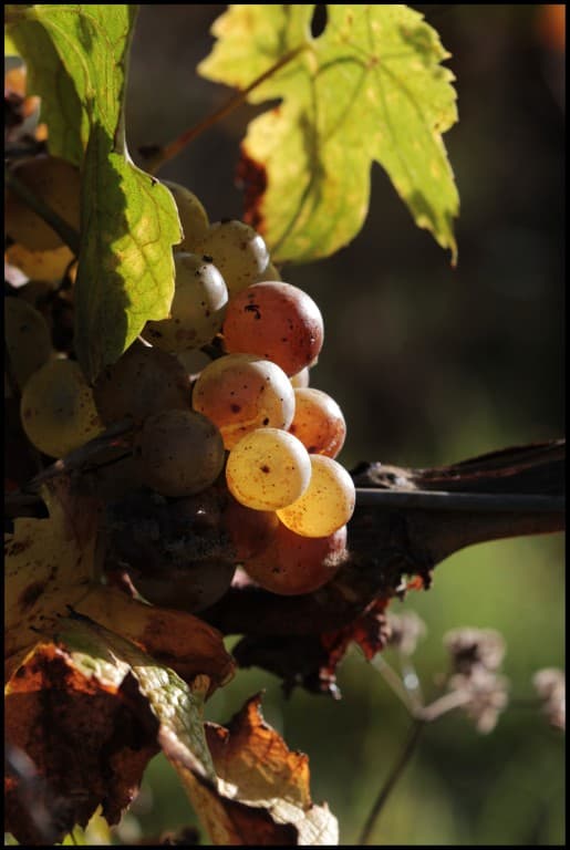 Derniers raisins à vendanger (EL)