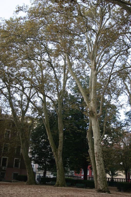 Devetue de ses feuilles estivale(N.M)