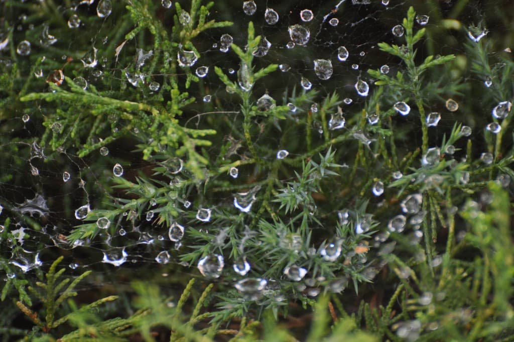 Diamants d'eau éphémères.....
