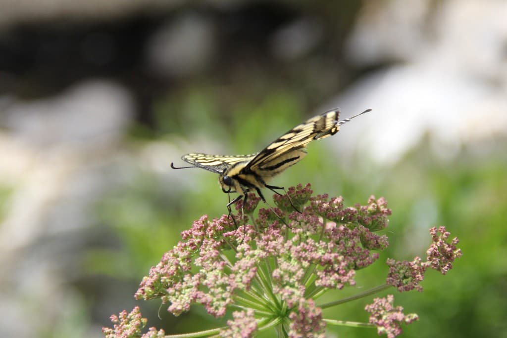 effet papillon 