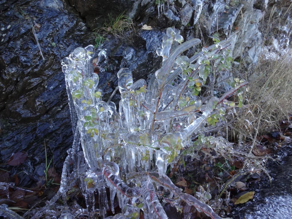 Eglantier pris dans la glace
