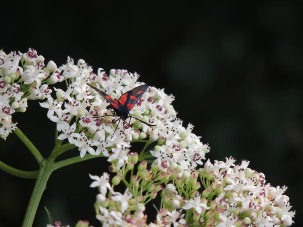 et non, c'est pas une coccinelle!!