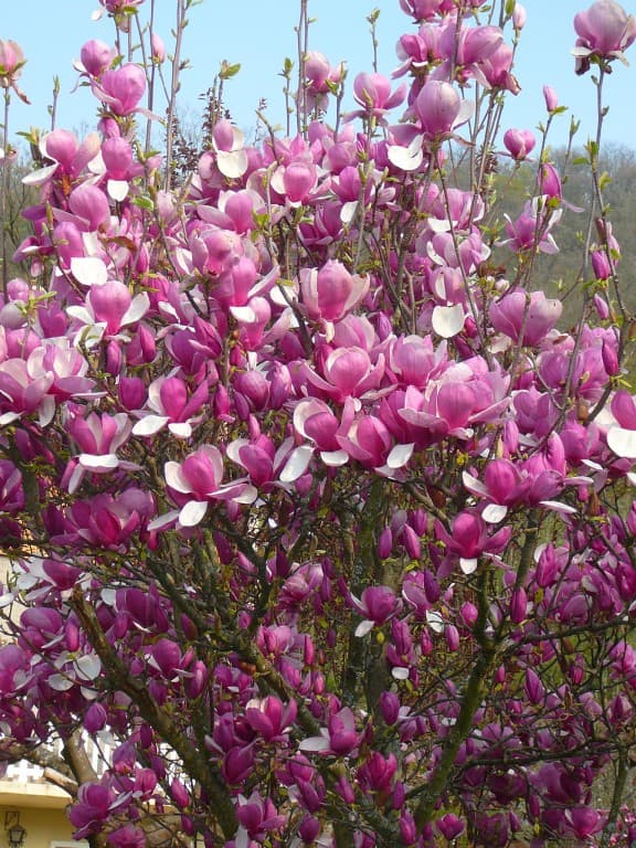 Explosion florale