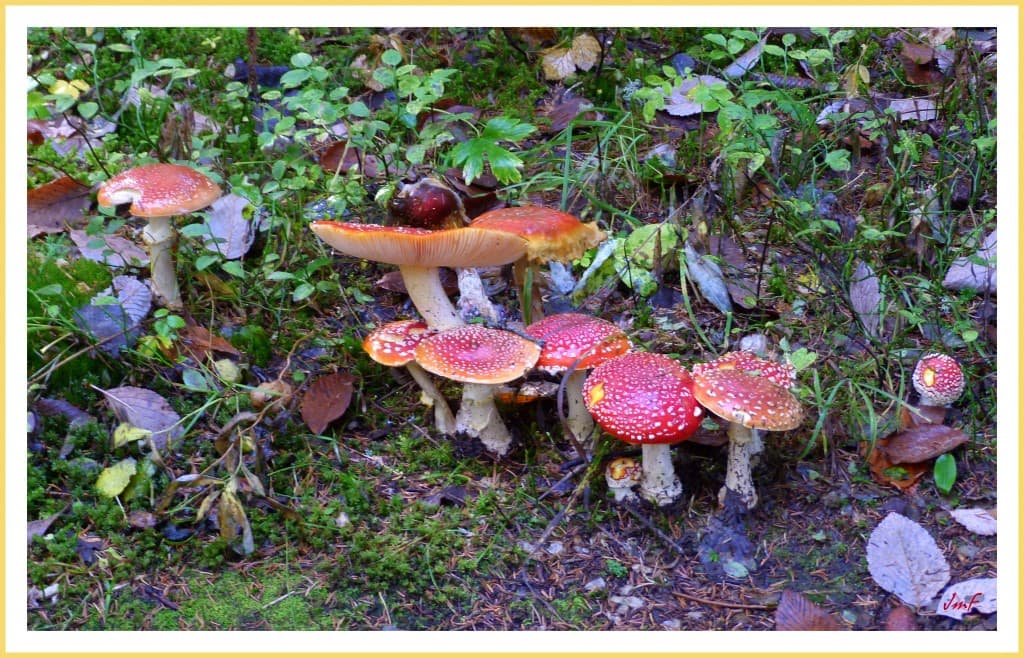famille d'amanites tue-mouches