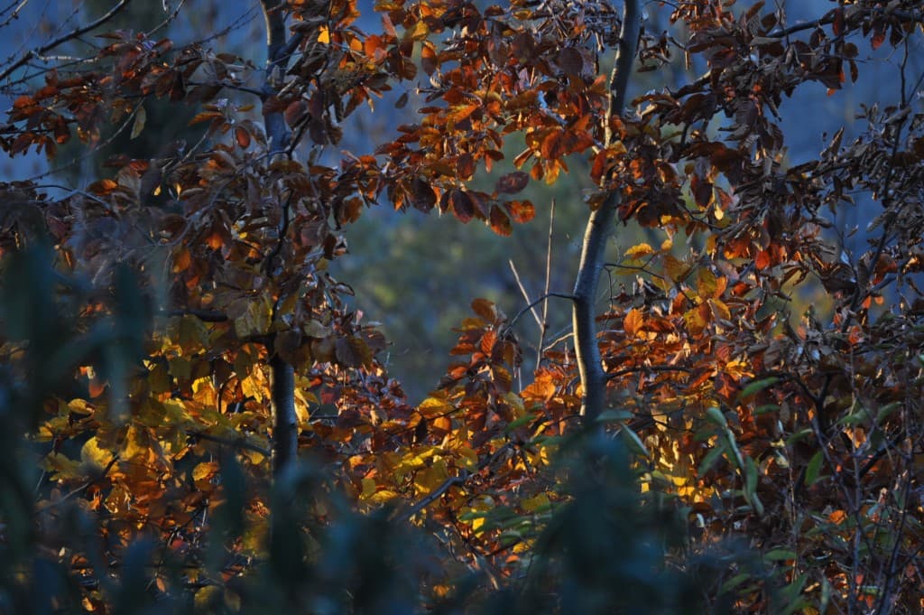Feuillage d'Automne en sursis...!!!