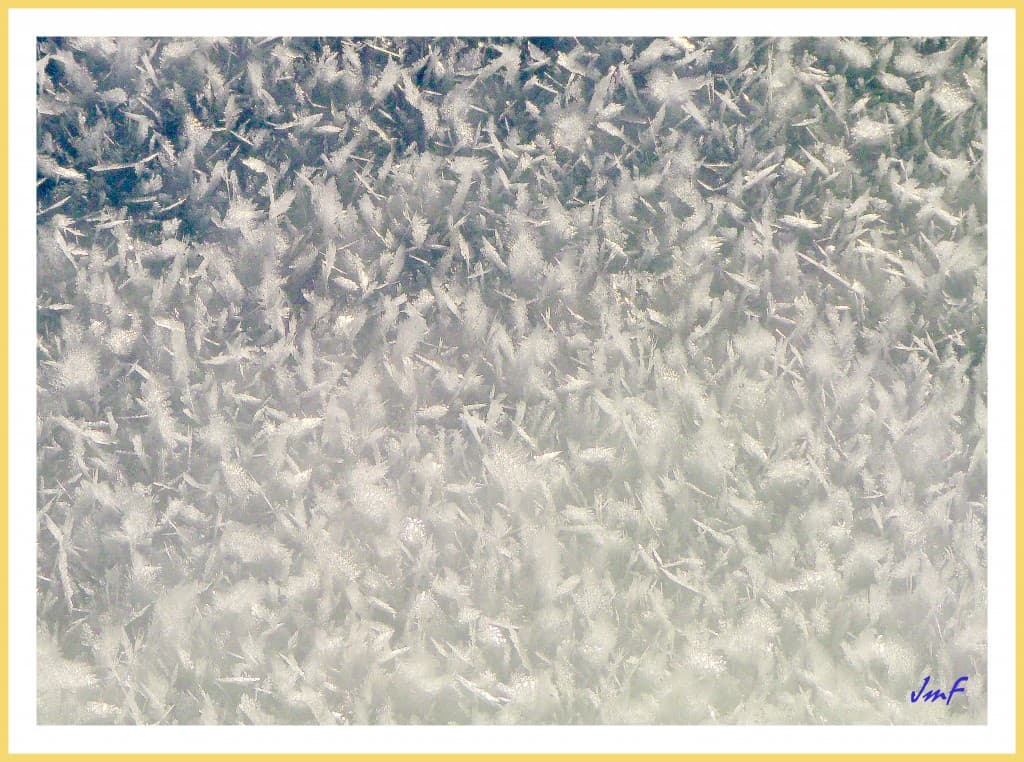 fleur de givre