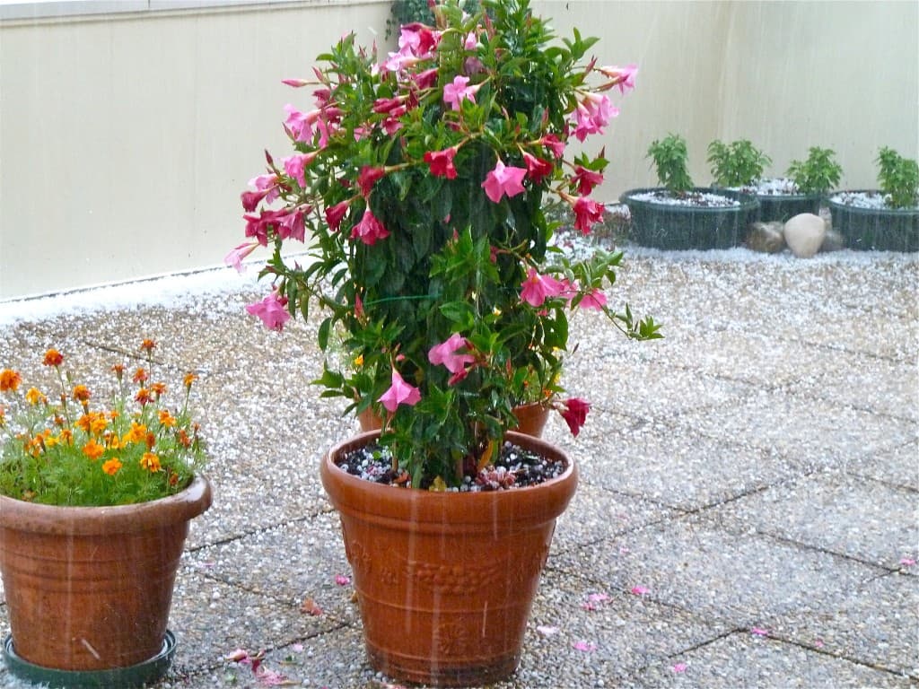 Fleurs en souffrance (M. Alter)