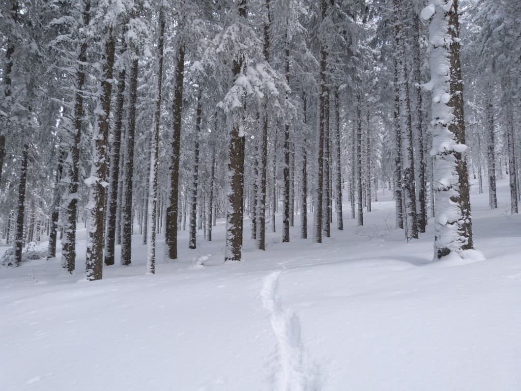 Forêt enneigée