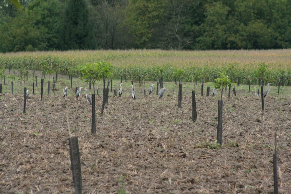 Grues cendrées:Qui surveille qui?(N.M)