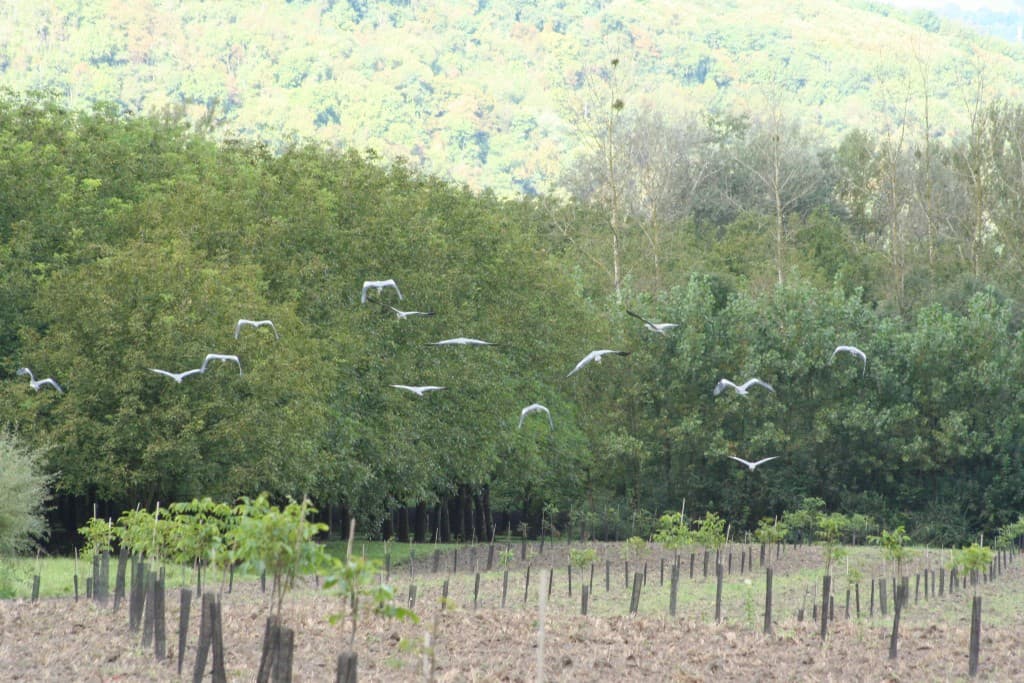grues cendrées