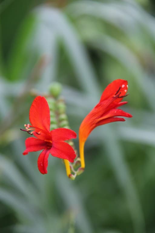 Jolie fleur du château -Evelyne-