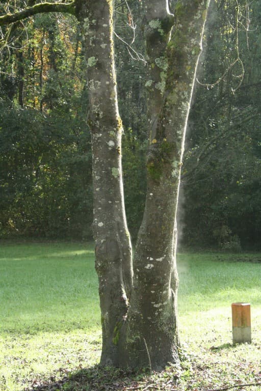 L'Arbre qui fume!!!(N.M)