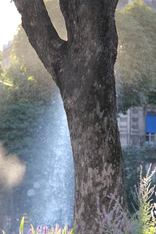 L'arbre qui pleure
