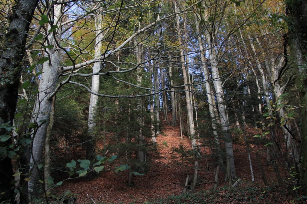 La forêt et son tapis d'automne (EL)